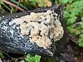 Dog's vomit slime mould, Mucilago crustacea