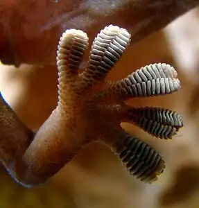 Close-up of the underside of a gecko's foot as it walks on a glass wall (spatula: 200 × 10–15&nbsp;nm)