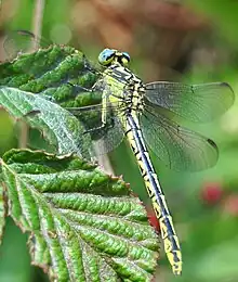 Gomphus graslinii