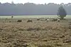 Baddesley Common