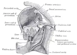 Liver with the septum transversum. Human embryo 3&nbsp;mm. long.