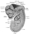 Reconstruction of peripheral nerves of a human embryo of 10.2&nbsp;mm. (Label for Diencephalon is at left.)