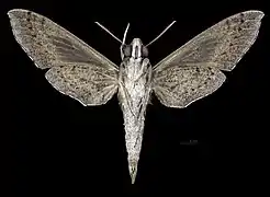 Female ventral