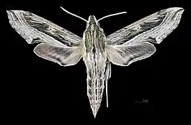 Male dorsal