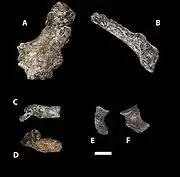 (A,B) ilium, (C,D) adolescent sacrum, (E,F) ischium