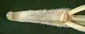 The rachis segment, sometimes called a "callus", is hardened, and covered with retrorse barbs