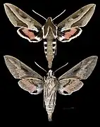 Hyles annei