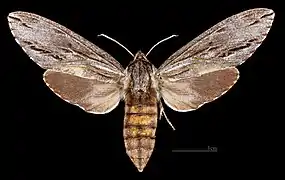 ♀