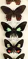 Photograph of pinned butterflies with notes under each