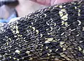 Puff Adder (Bitis arietans)