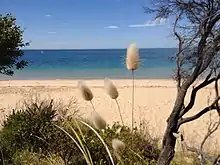 Lagurus Ovatus on the walk between Quarantine Station and Gunners Cottage