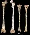 Burial 2 - Lowe limbs were not affected by the speleothem.