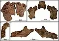 Burial 9 - Bones of the skull. Note the absence of erupted teeth.