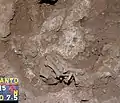 Burial 15. Excavation at exposition 12.