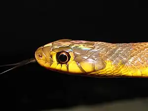 Head