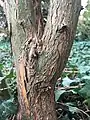 Main trunk (girth 11&nbsp;cm) of mature shrubby specimen, Royal Botanic Garden Edinburgh.