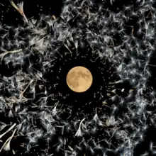 The Moon surrounded by many dandelion clocks