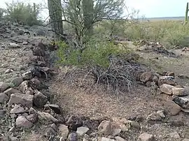 Hohokam ruins in the Los Robles Archaeological District.
