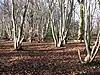 Lower Wood