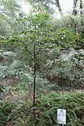 Sapling at the Chengdu Botanical Garden