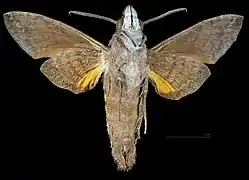 Male Ventral