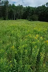 Meadow