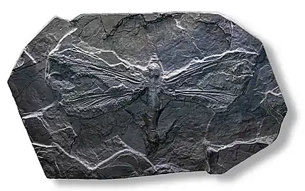 The giant dragonfly-like insect Meganeura monyi grew to wingspans of 75&nbsp;cm (2&nbsp;ft 6&nbsp;in) in the late Carboniferous, around 300 million years ago.