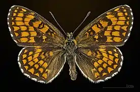 Male