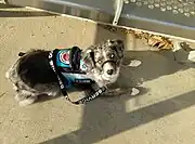 Vest with informational badges and lettered leash