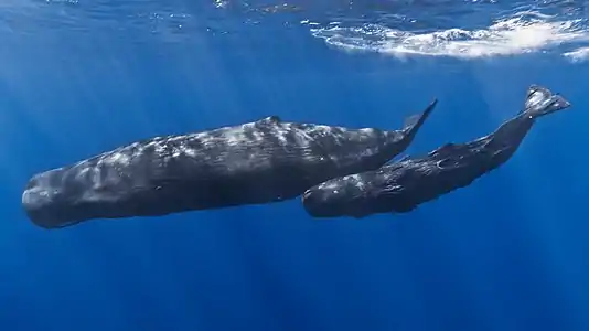 &nbsp;A mother sperm whale and her calf in the Indian Ocean off the coast of Mauritius