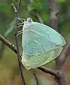 Mating in Hyderabad, India