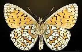 Ventral side