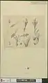 Artwork by Ernst Philipp Sixtus of Engelhardia spicata flowers