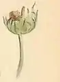 Scabious head, with larva case attached