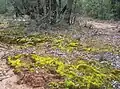 Base of an Ooline thicket, with associated mosses - Gamilaroi Nature Reserve, NSW