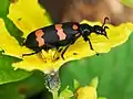 Orange Blister Beetle, Ransai, Maharashtra