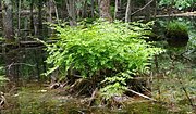 Mature plant