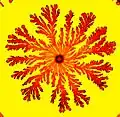 A colony generated by the branching (tip splitting) morphotype bacteria of P. dendritiformis: The colony diameter is 6&nbsp;cm and the colors indicate the bacterial density (darker shade for higher density).