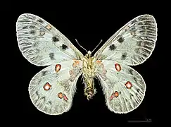 Female, bottom