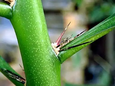 Areole on a young stem of R.&nbsp;grandiflorus is in the axis of the auxoblast leaf (stage A)