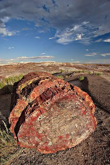 Image 39Petrified log at Petrified Forest National Park, by Moondigger (from Wikipedia:Featured pictures/Sciences/Geology)