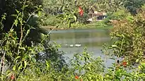 Pilikula Botanical Garden - Egrets swimming in the lake