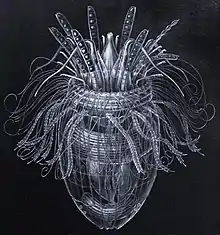 Armoured Pliciloricus enigmaticus, about 0.2&nbsp;mm long, live in spaces between marine gravel.