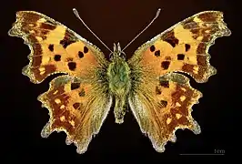 Male