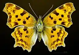 Female