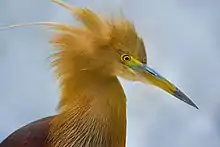 Image 34Pond herons are herons, typically 40–50&nbsp;cm (16–20&nbsp;in) long with an 80–100&nbsp;cm (31–39&nbsp;in) wingspan, which mostly breed in the tropical Old World. The photo shows a heron at Bangabandhu Sheikh Mujib Safari Park.Photo Credit: Abdul Momin