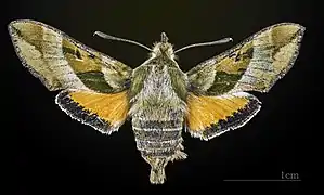 Female