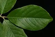 Upperside of leaf
