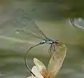 Male