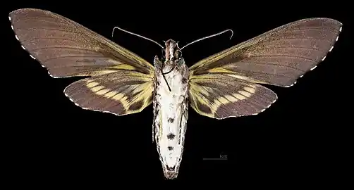 Female ventral